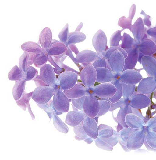 Fleurs violettes lavande