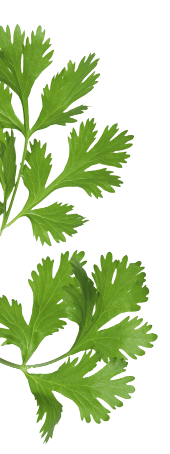Feuilles de Persil